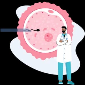 Blastocyst Culture